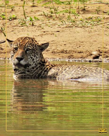 Gatuna toma banho em rio no Pantanal de Mato Grosso do Sul (Foto: S. Simioni)