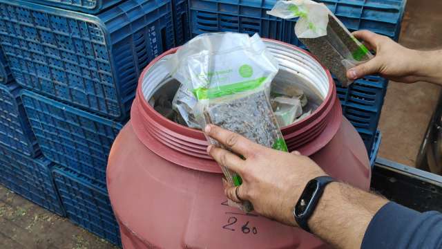Motorista &eacute; preso com 900 kg de maconha em caminh&atilde;o com carga de tomate