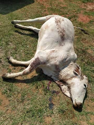 Dupla furtava animais, matava a tiros e revendia carne impr&oacute;pria em MS