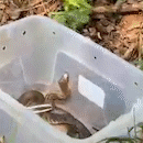 Serpente no quintal é capturada depois de tremendo susto