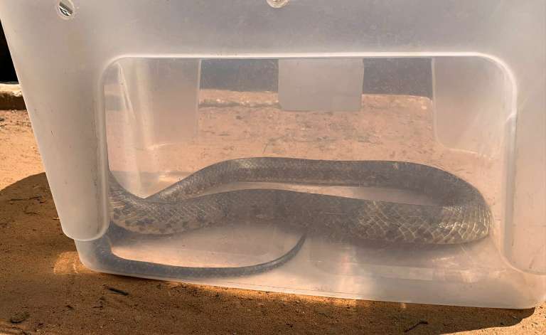Serpente foi capturada e levada para seu habitat natural (Foto: PMA)