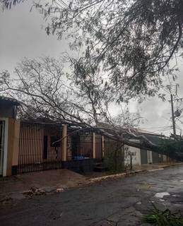 Pelo menos 7 &aacute;rvores ca&iacute;ram durante chuva em Campo Grande