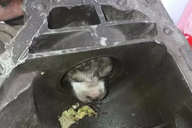 Que cena: filhote de cachorro fica preso dentro de motor de caminh&atilde;o 