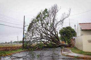 &Aacute;rvore que caiu durante temporal continua interditando rua no Jardim Im&aacute; 