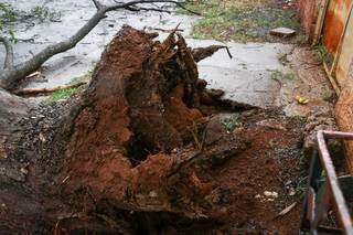 &Aacute;rvore que caiu durante temporal continua interditando rua no Jardim Im&aacute; 