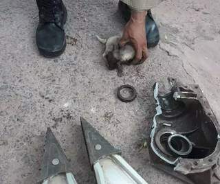 Que cena: filhote de cachorro fica preso dentro de motor de caminh&atilde;o 
