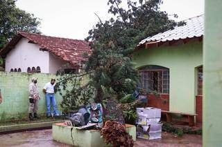 Pelo menos 7 árvores caíram durante chuva em Campo Grande Pelo menos 7 árvores caíram durante chuva em Campo Grande