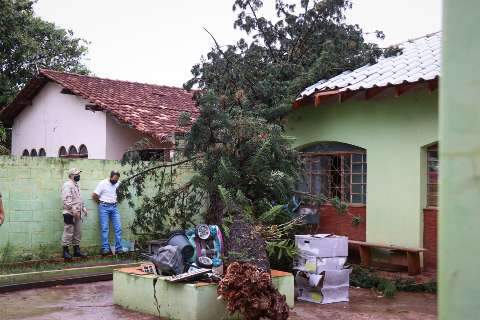 Pelo menos 7 &aacute;rvores ca&iacute;ram durante chuva em Campo Grande