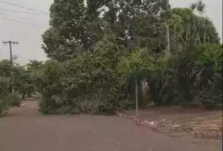 Pelo menos 7 &aacute;rvores ca&iacute;ram durante chuva em Campo Grande