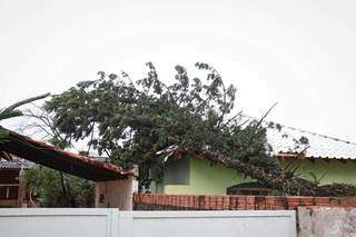 Pelo menos 7 árvores caíram durante chuva em Campo Grande Pelo menos 7 árvores caíram durante chuva em Campo Grande