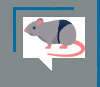 Prêmio Ig Nobel: político gordo é corrupto e rata de calcinha