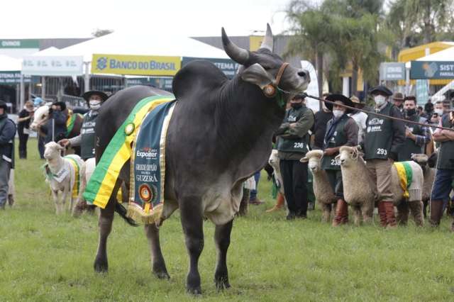 Na Expointer, ministra entrega certificado de estado livre de aftosa ao RS