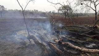 Árvores que foram derrubadas e queimadas na propriedade. (Foto: Divulgação/PMA)