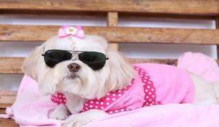 Estilosa: Cachorrinha é um exemplo típico dos clientes que buscam na moda pet mais estilo para seus cachorros (Foto Divulgação)