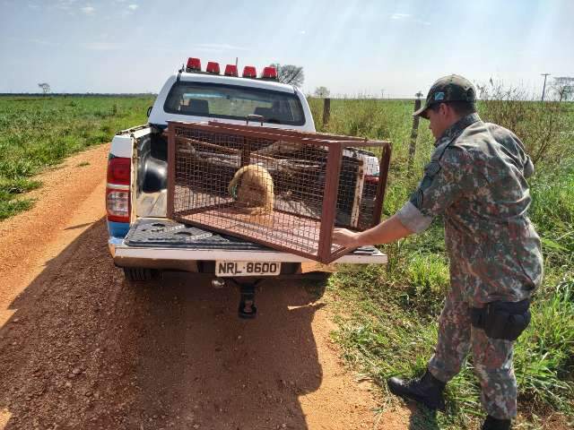 Cuidado na estrada: tamamdu&aacute; atropelado &eacute; resgatado pela PMA