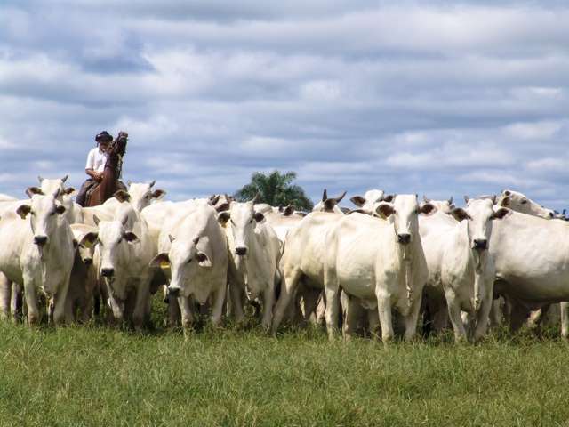 Soja, milho e carne bovina puxam produção do campo, que supera R$ 1 tri