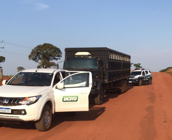 Caminhoneiros s&atilde;o flagrados transportando 65 cabe&ccedil;as de gado sem documenta&ccedil;&atilde;o