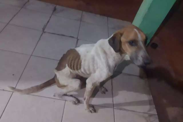 Cachorros s&atilde;o encontrados desnutridos e mulher &eacute; presa por maus-tratos