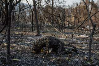 Fotografia premiada, que simbolizou destruição no Pantanal, mostra macaco morto por incêndio; ao menos, 457,7 mil primatas morreram no Pantanal, em 2020, segundo pesquisa. (Foto: Lalo de Almeida/Folhapress)