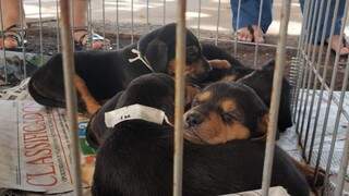 Filhotes de cão disponíveis para adoção em feira (Foto: PMCG)