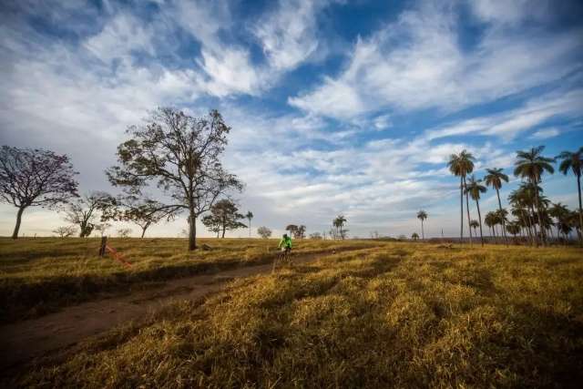 MS &eacute; o 3&ordf; Estado que mais desmatou o Cerrado nos &uacute;ltimos 35 anos