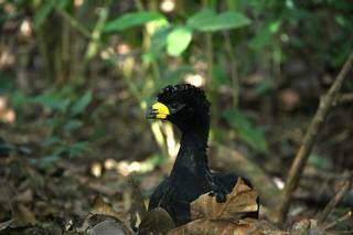 Uma da espécies de ave que podem ser observadas no parque. (Foto: Edemir Rodrigues/Governo de MS)