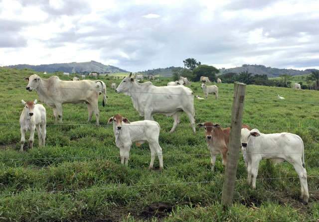 Primeiros cuidados com a vaca e o bezerro na propriedade de cria