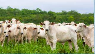 Embarques &nbsp;diários de carne bovina em setembro aumentaram 80% &nbsp;em relação a 2020.