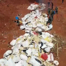 Fronteira destrói 36 toneladas de droga que viriam para o Brasil por MS