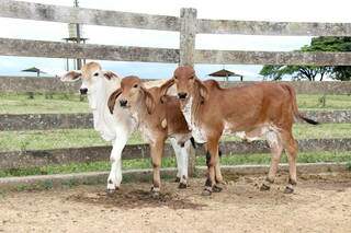 É nessa fase que o animal apresenta maiores respostas no manejo. Foto: Embrapa