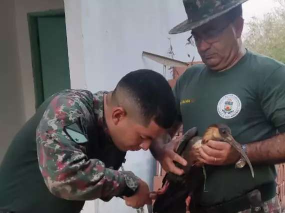 Terceira no m&ecirc;s, ave &eacute; resgatada ap&oacute;s ser encontrada enroscada em linha de anzol