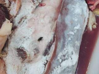 Mosca encontrada grudada a carne que era comercializada. (Foto: Divulgação)