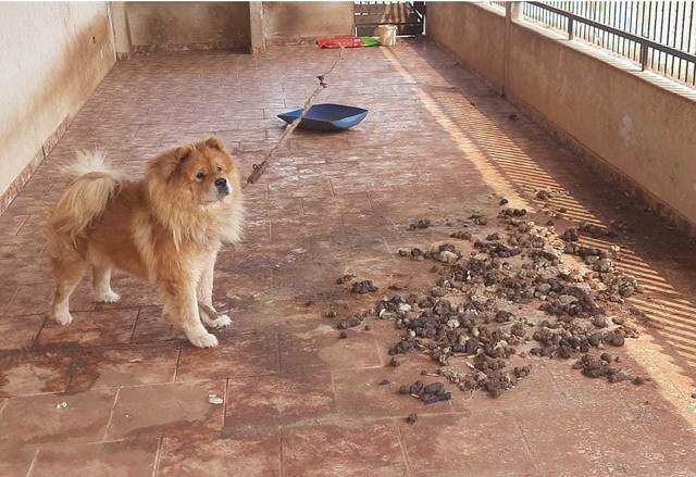 Cachorro Resgatado Ap S Ser Abandonado Por Meses Em Resid Ncia