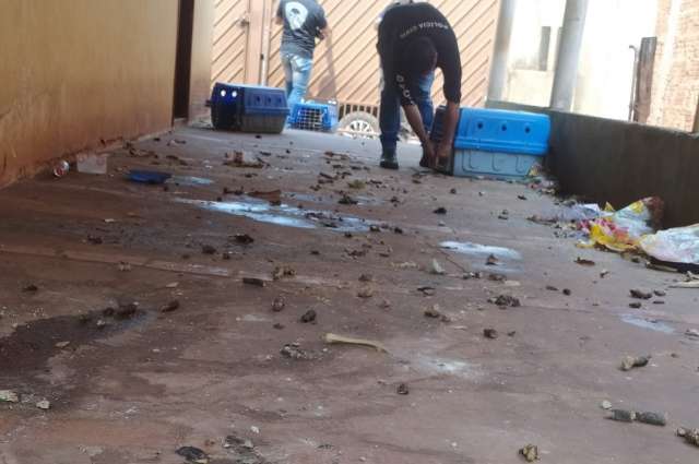 Em meio a fezes e sem comida, c&atilde;es s&atilde;o resgatados ap&oacute;s 2 meses de abandono