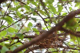 Uma das árvores de Pedro é usada para sustentar ninho de ave. (Foto: Paulo Francis)