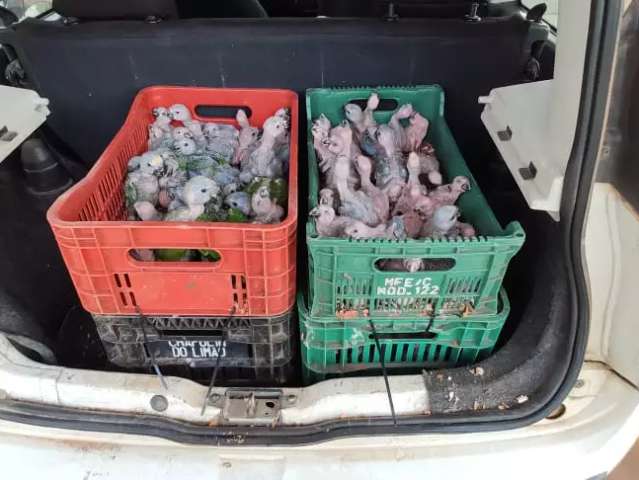 Com 229 filhotes de aves silvestres, casal &eacute; multado em R$ 2,5 milh&otilde;es
