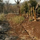 Assentados perderam toda lavoura em incêndio no Santa Mônica