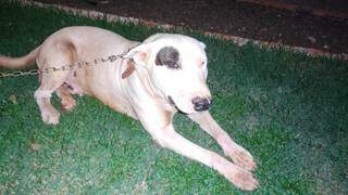 O pitbull que era usado para vigiar entreposto de droga, na Defron. (Foto: Divulgação)