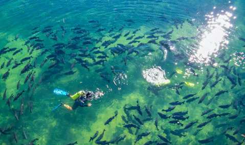 Rio famoso pela água cristalina terá museu subaquático