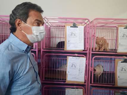 Com clínica credenciada, prefeitura vai castrar mais de 1,2 mil animais por mês