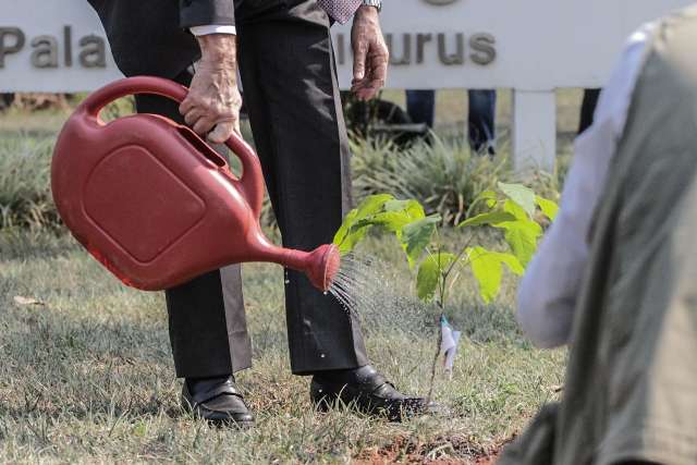 Plantio de mudas no Parque dos Poderes &eacute; esperan&ccedil;a para retomar verde da regi&atilde;o