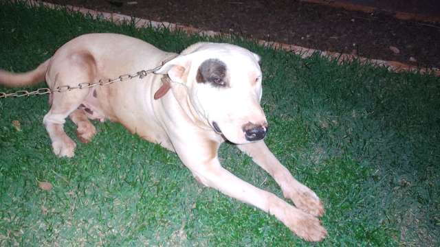 Dep&oacute;sito do tr&aacute;fico vigiado por pitbull escondia 1.500 quilos de drogas