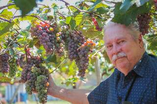 Senhor Celso e família administram juntos o cultivo da uva mais doce da cidade. (Foto: Marcos Maluf)