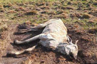 Oito animais morreram de fome em fazenda. (Foto: Divulgação/PMA)