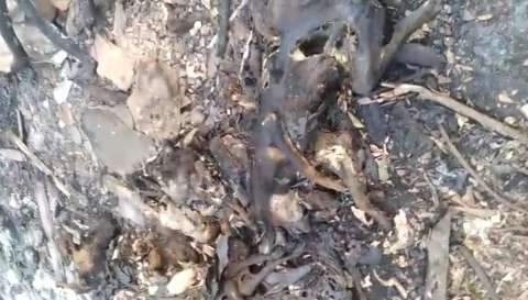 Filhotes de cães e gatos são encontrados incinerados em terreno no Novo Século 