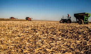 Plantação milho sofreu com clima e colheita é 40% abaixo do esperado. (Foto: Divulgação/Semagro)