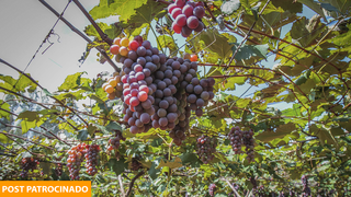 Começa a venda da última temporada de uva mais doce da cidade. (Foto: Marcos Maluf)