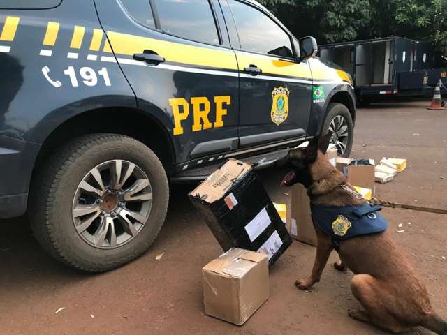 C&atilde;es farejam encomendas de drogas prestes a serem despachadas nos Correios