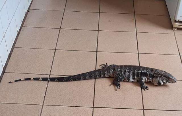 Lagarto d&aacute; trabalho ap&oacute;s ficar escondido dentro de escola