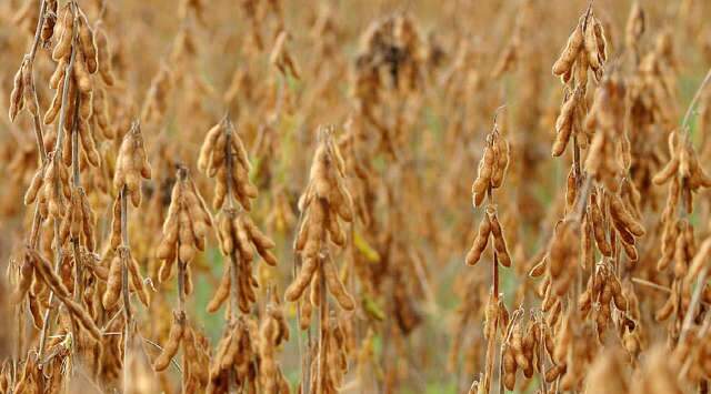 Produção agrícola cresce 30,4% em 2020 e fecha em R$ 470 bi